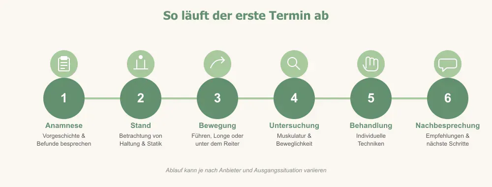 Ablauf einer physiotherapeutischen Behandlung beim Pferd