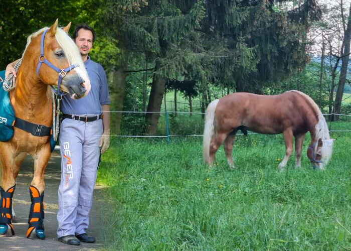 Mann steht neben einem Haflinger und schaut in die Kamera