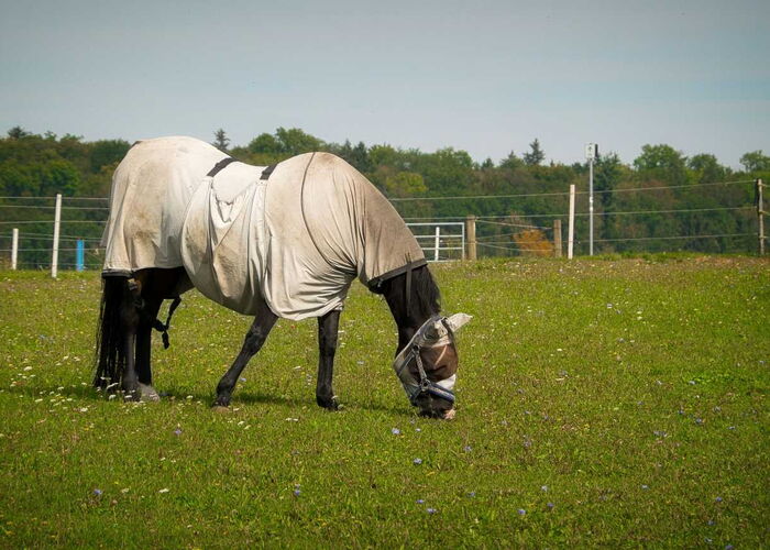 Pferd mit Fliegendecke im Sommer auf einer Weide