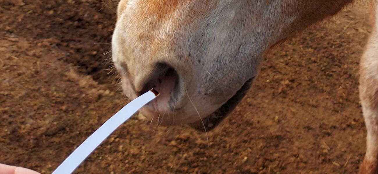 Ein Pferd schnuppert an einem Teststreifen Aromaöl für Pferde