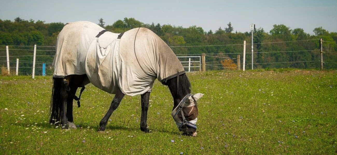 Pferd mit Fliegendecke im Sommer auf einer Weide