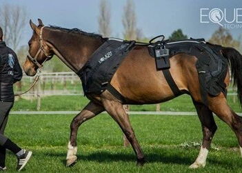 Ein Pferd wird mit einer EMS-Decke auf einer Wiese geführt