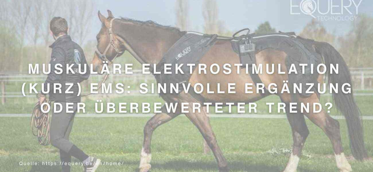 Ein Pferd wird mit einer EMS-Decke von EQUERY von einem Mann auf einer Wiese geführt