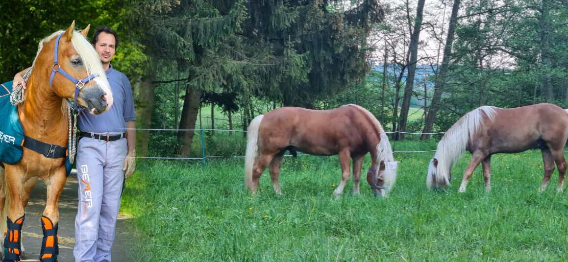 Mann steht neben einem Haflinger und schaut in die Kamera