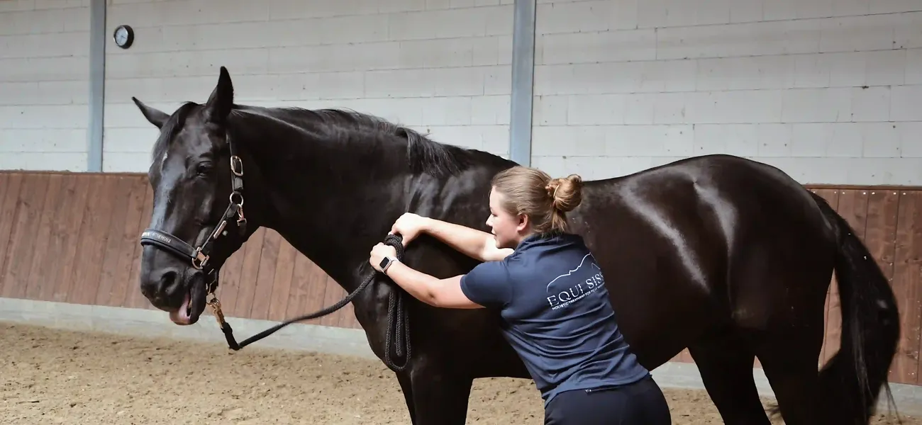 mobile Pferdephysiotherapie in der Region