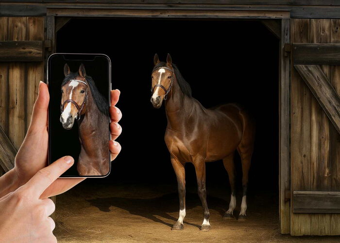 Ein Pferd in einem Stall mit dunklem Hintergrund und einem Smartphone im Vordergrund, das dieses fotografiert