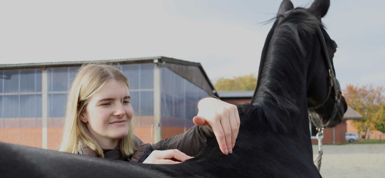 Eine junge Frau führt eine Behandlung am Rücken eines schwarzen Pferdes durch